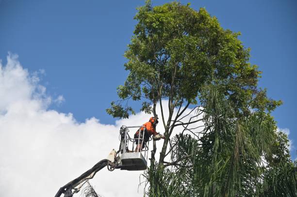 Tree and Shrub Care in Bidwell, OH